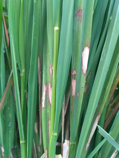 Sheath Blight